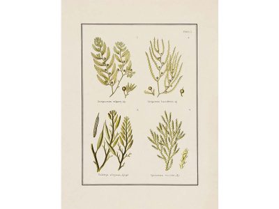 British Seaweed I Vintage Art Print