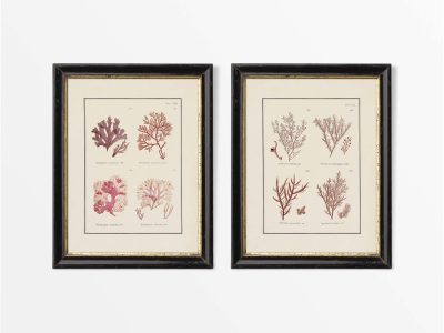 British Seaweed II (Set of Two) Vintage Art Prints