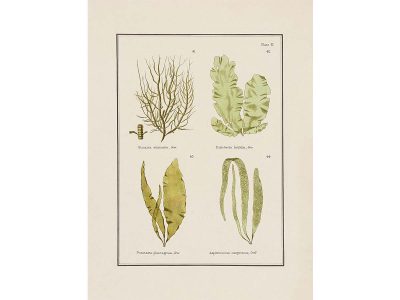 British Seaweed II Vintage Art Print