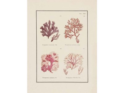 British Seaweed III Vintage Art Print