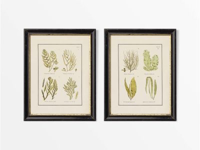 British Seaweed (Set of Two) Vintage Art Prints