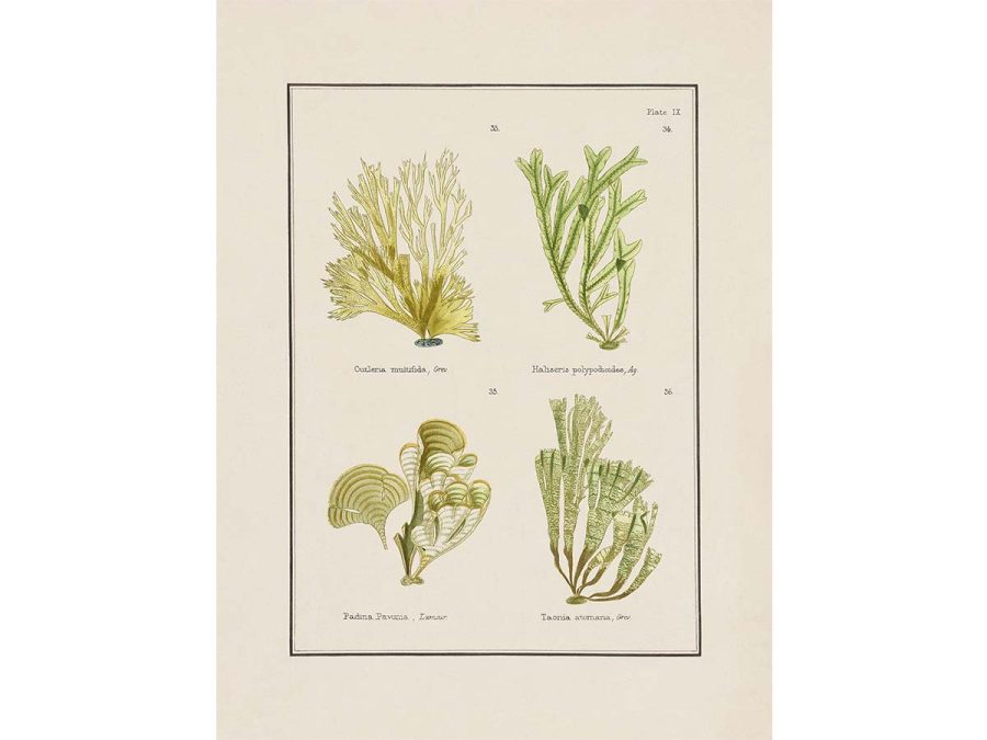 British Seaweed V Vintage Art Print