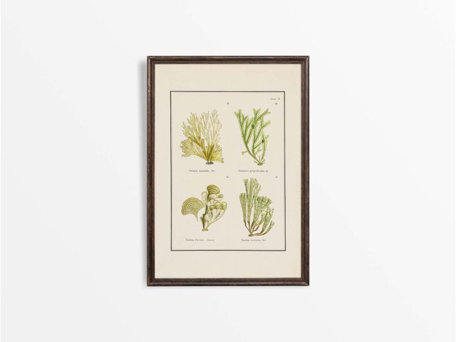 British Seaweed V Vintage Art Print