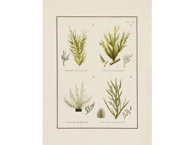 British Seaweed VI Vintage Art Print