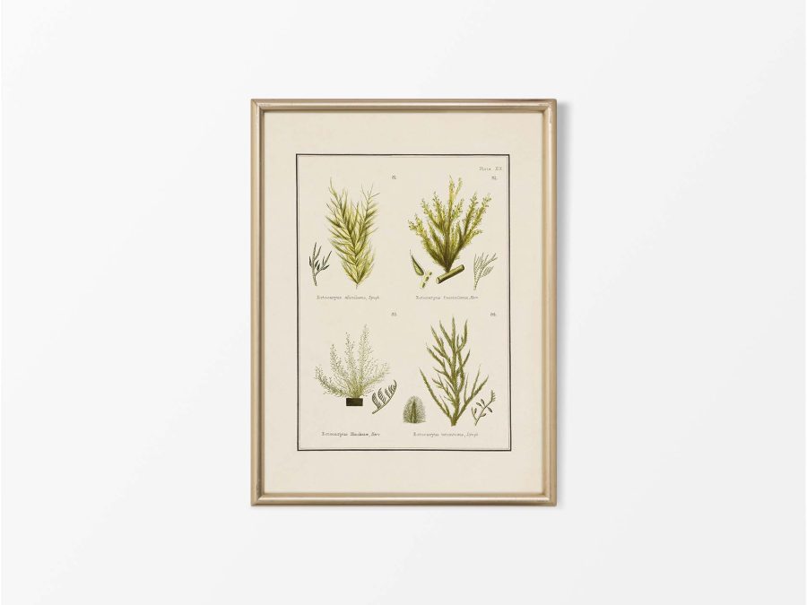 British Seaweed VI Vintage Art Print