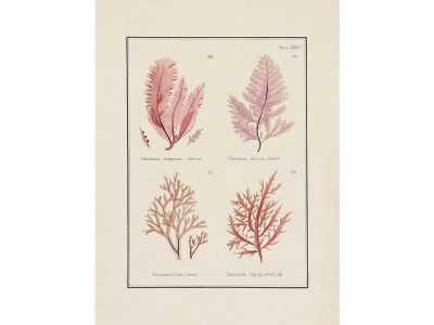 British Seaweed VII Vintage Art Print