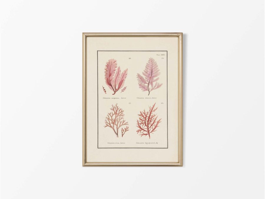 British Seaweed VII Vintage Art Print