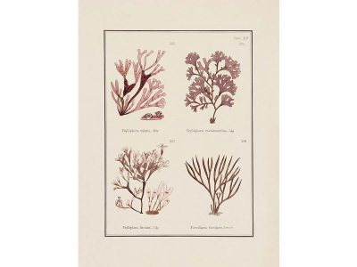 British Seaweed VIII Vintage Art Print