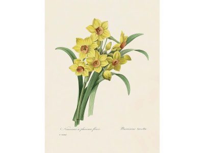 Bunch-flowered Daffodil Vintage Art Print
