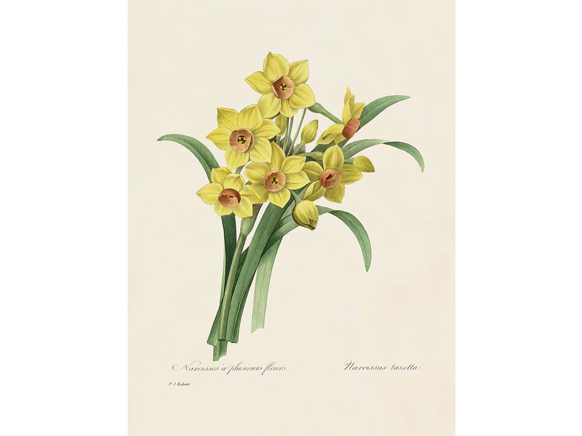 Bunch-flowered Daffodil Vintage Art Print