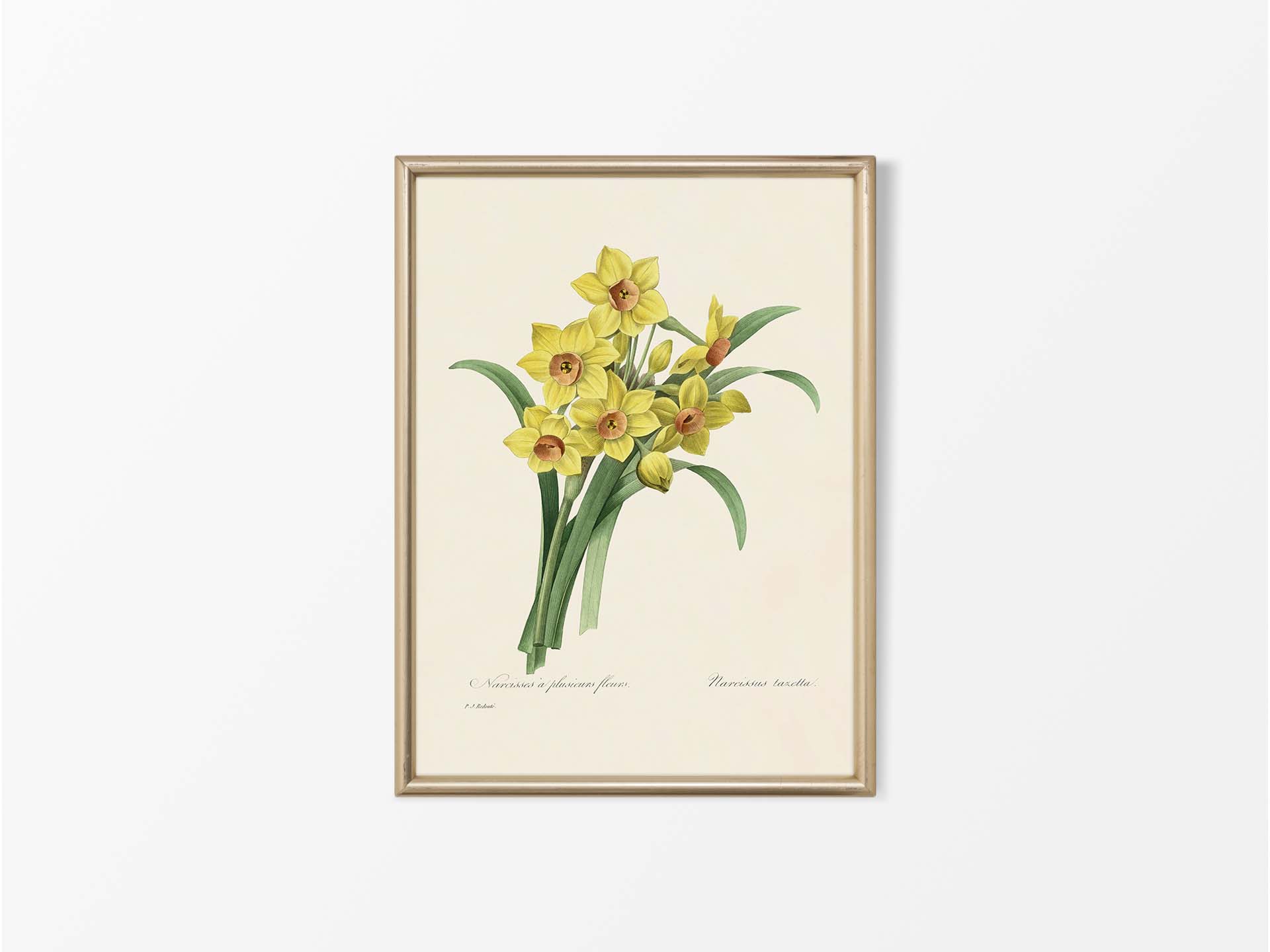Bunch-flowered Daffodil Vintage Art Print