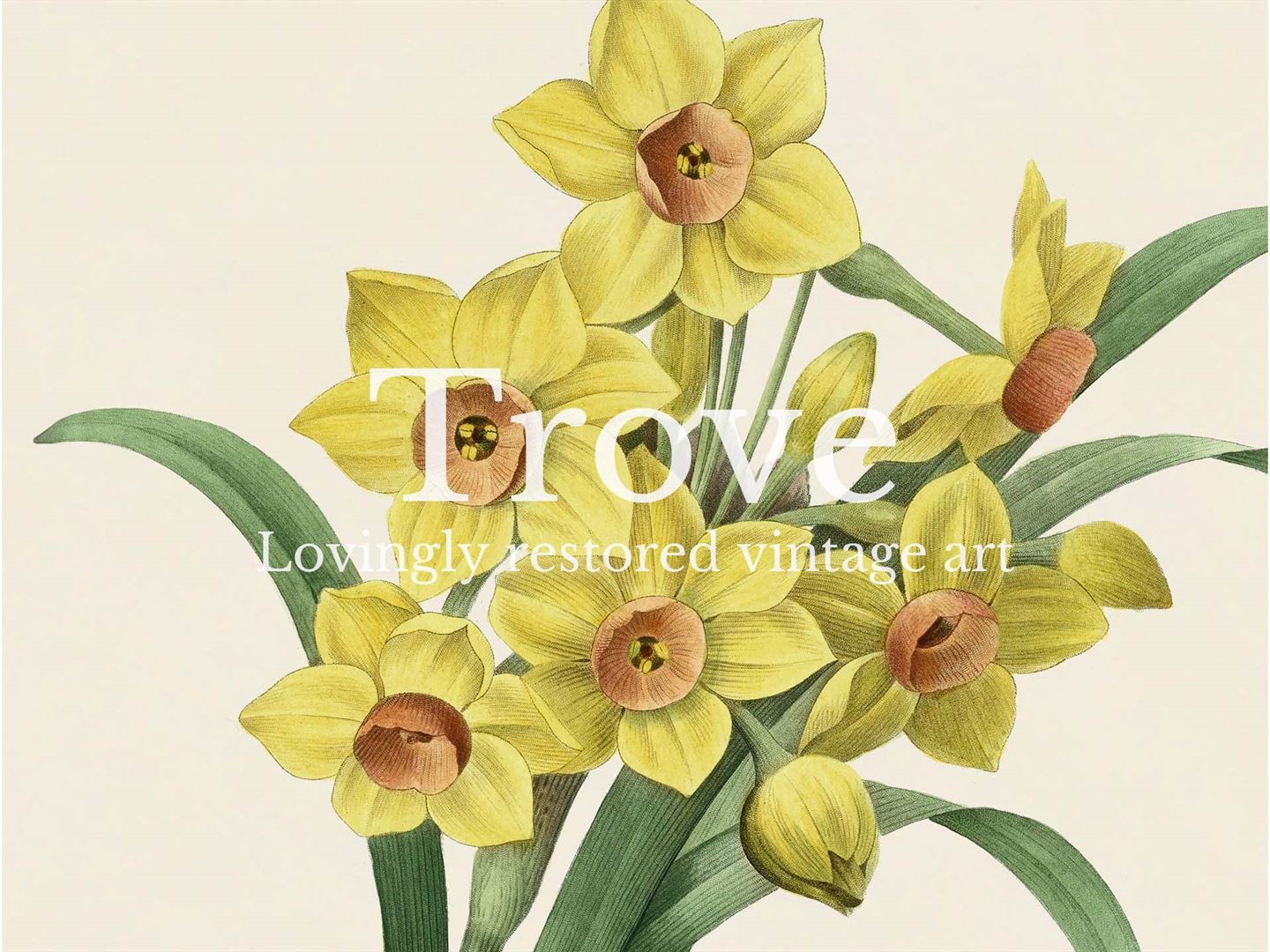 Bunch-flowered Daffodil Vintage Art Print