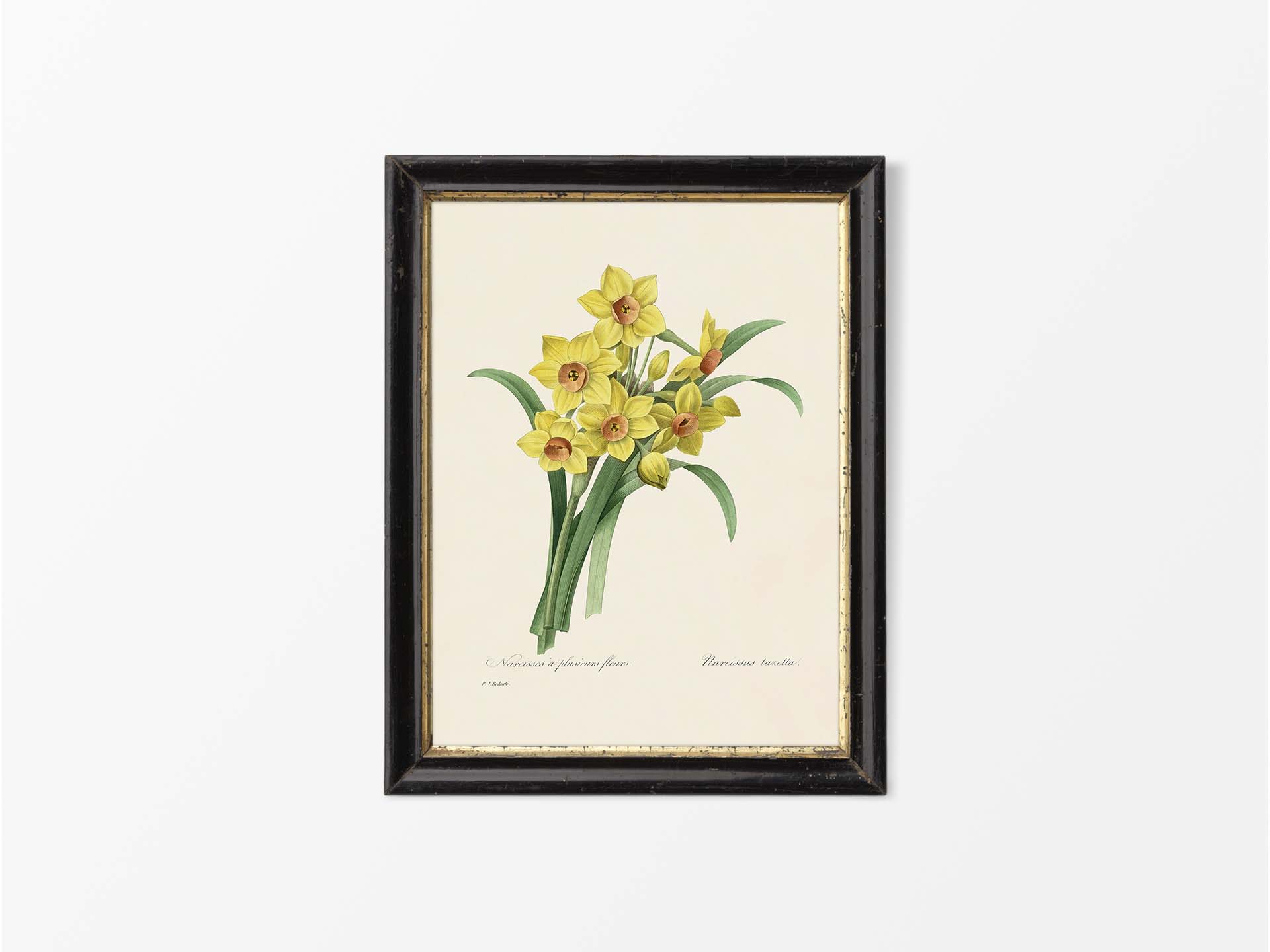 Bunch-flowered Daffodil Vintage Art Print