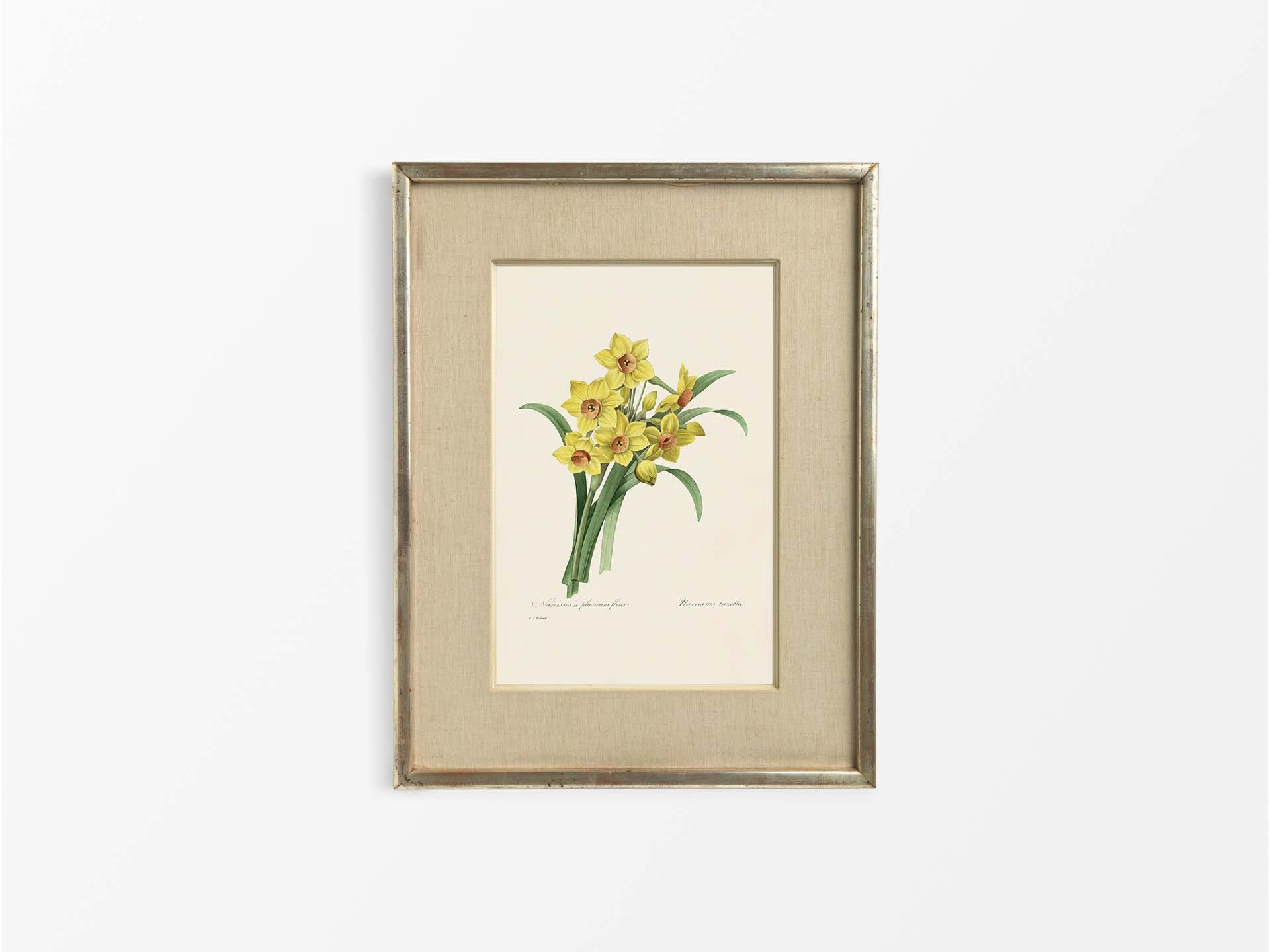 Bunch-flowered Daffodil Vintage Art Print