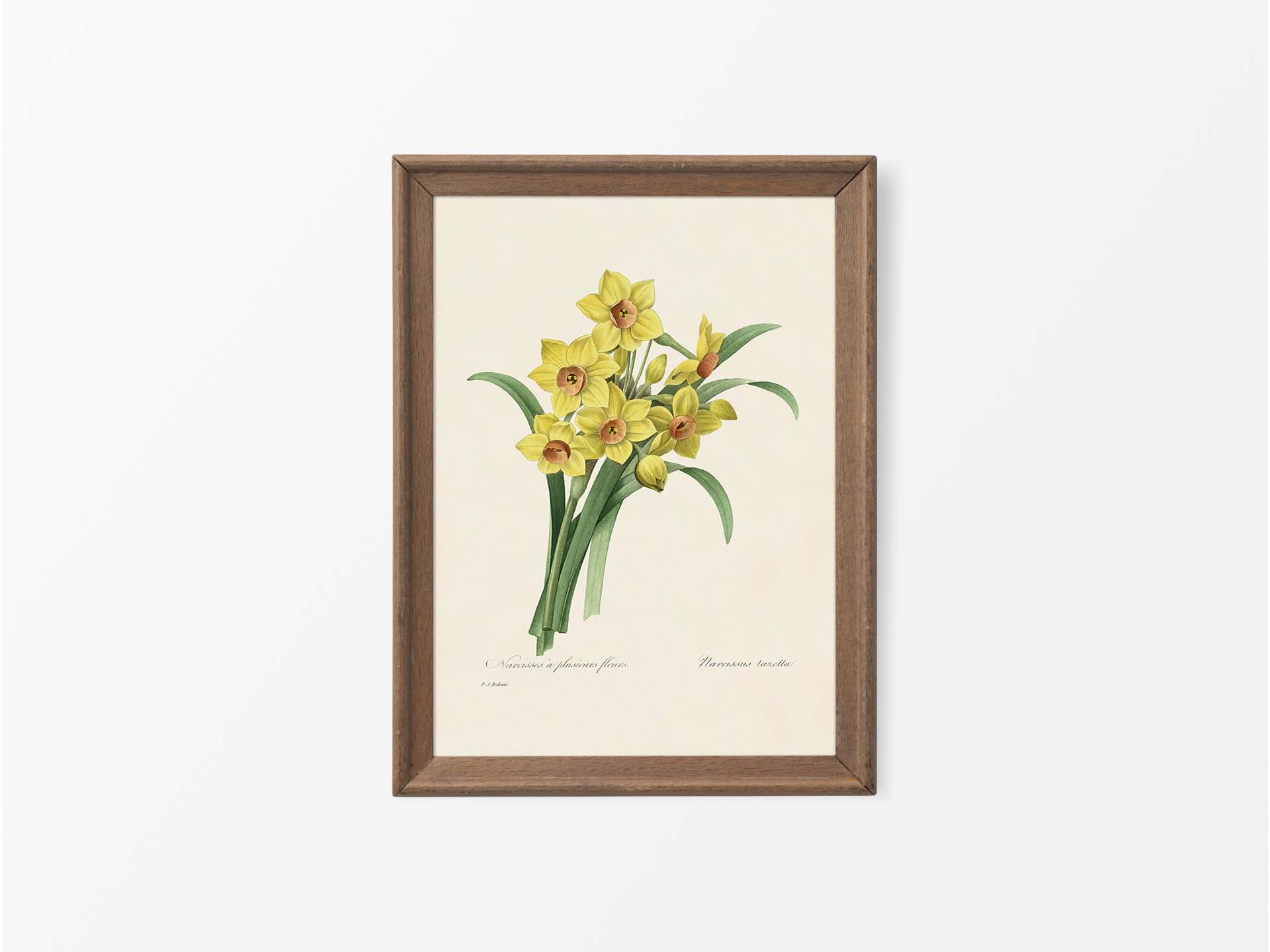 Bunch-flowered Daffodil Vintage Art Print