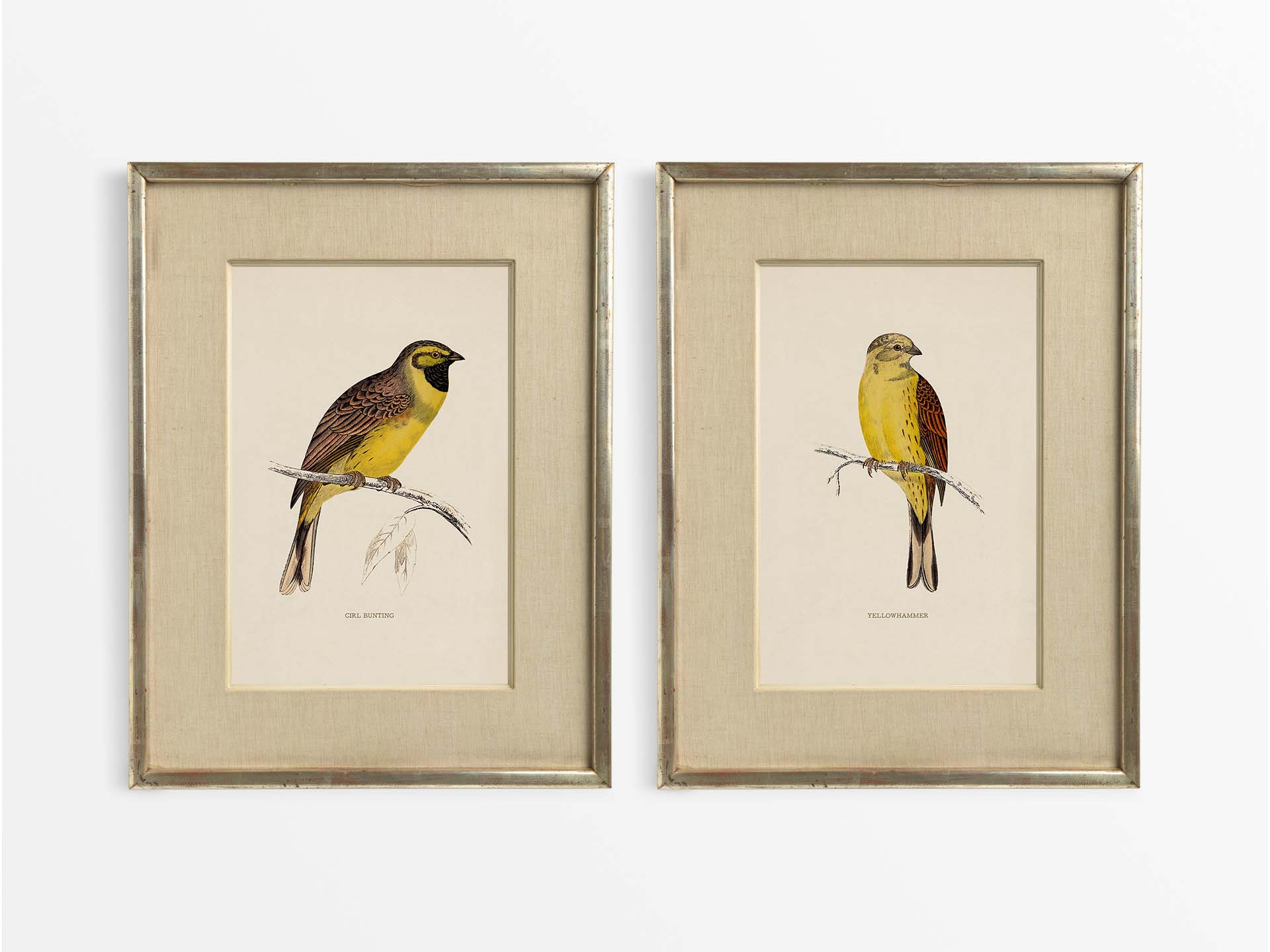 Buntings (Set of Two) Vintage Art Prints