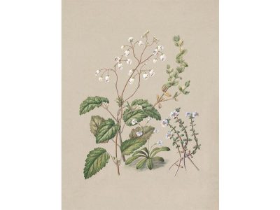 Calceolaria Vintage Art Print
