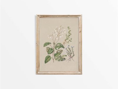 Calceolaria Vintage Art Print