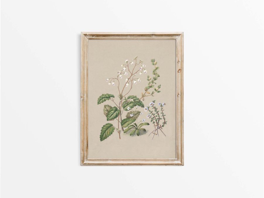Calceolaria Vintage Art Print