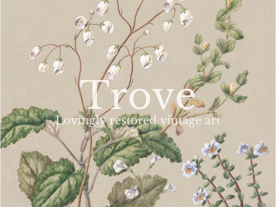 Calceolaria Vintage Art Print