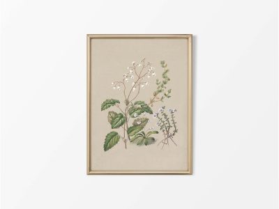 Calceolaria Vintage Art Print