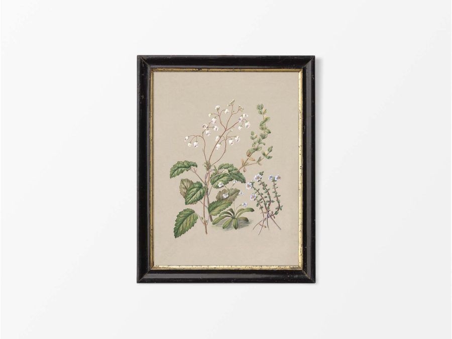Calceolaria Vintage Art Print