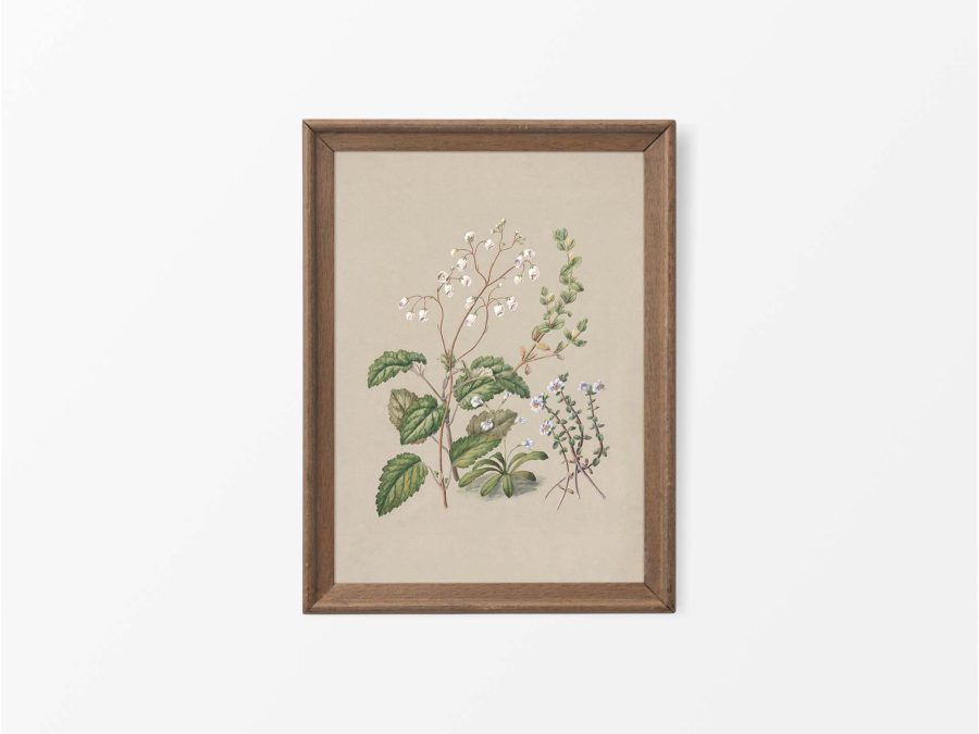 Calceolaria Vintage Art Print