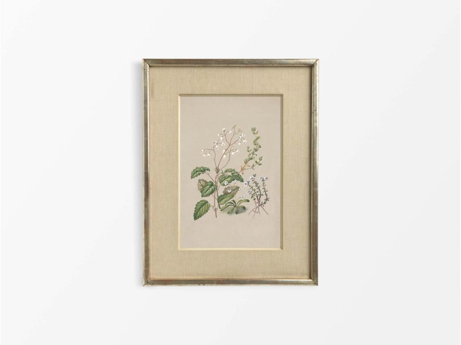 Calceolaria Vintage Art Print