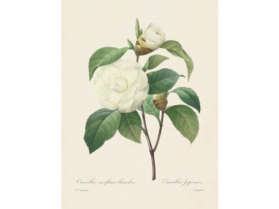 Camellia II Vintage Art Print