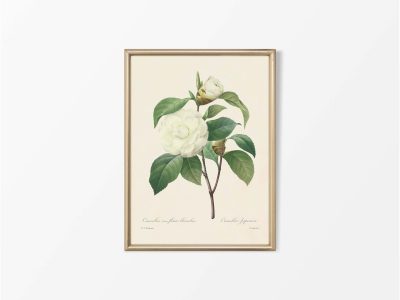 Camellia II Vintage Art Print