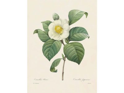 Camellia Vintage Art Print