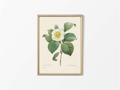 Camellia Vintage Art Print