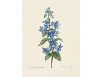 Campanula Vintage Art Print