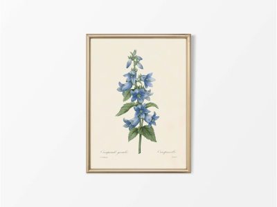 Campanula Vintage Art Print