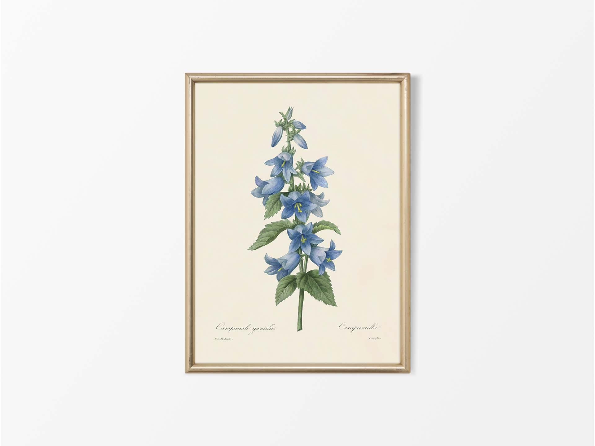 Campanula Vintage Art Print