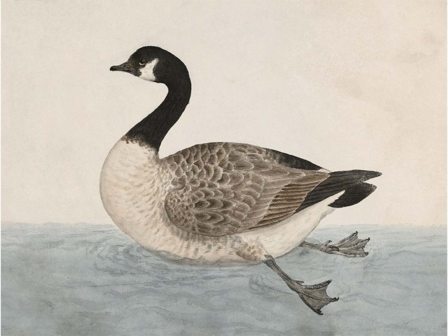 Canada Goose Vintage Art Print