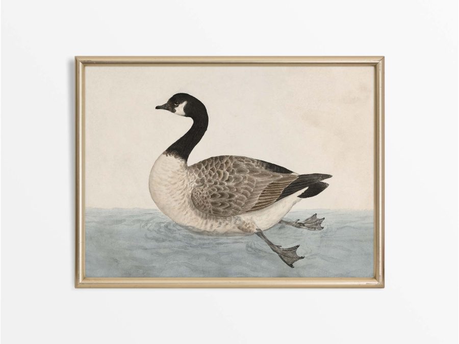 Canada Goose Vintage Art Print