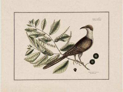 Carolina Cuckoo Vintage Art Print