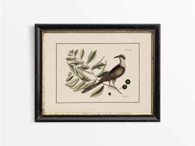 Carolina Cuckoo Vintage Art Print