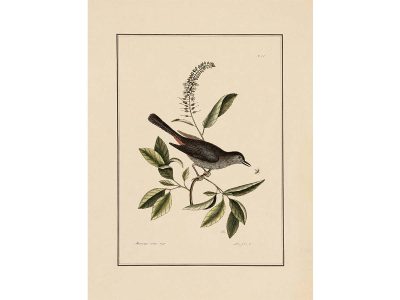 Cat-bird Vintage Art Print