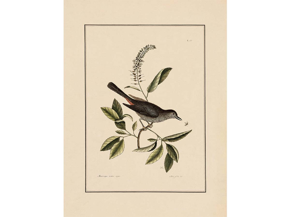 Cat-bird Vintage Art Print