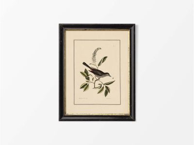 Cat-bird Vintage Art Print