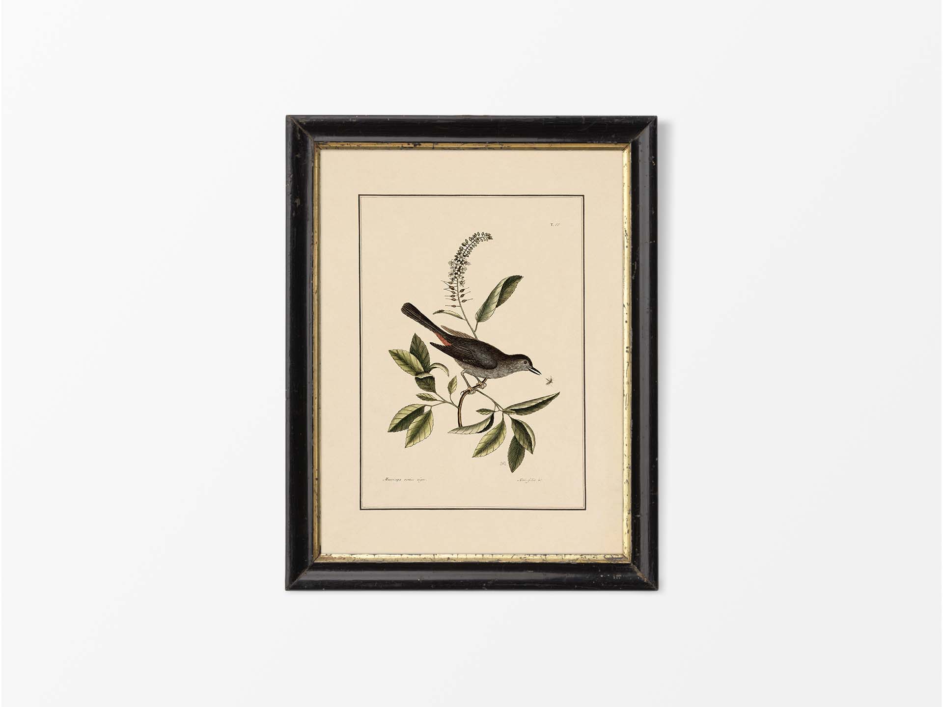 Cat-bird Vintage Art Print