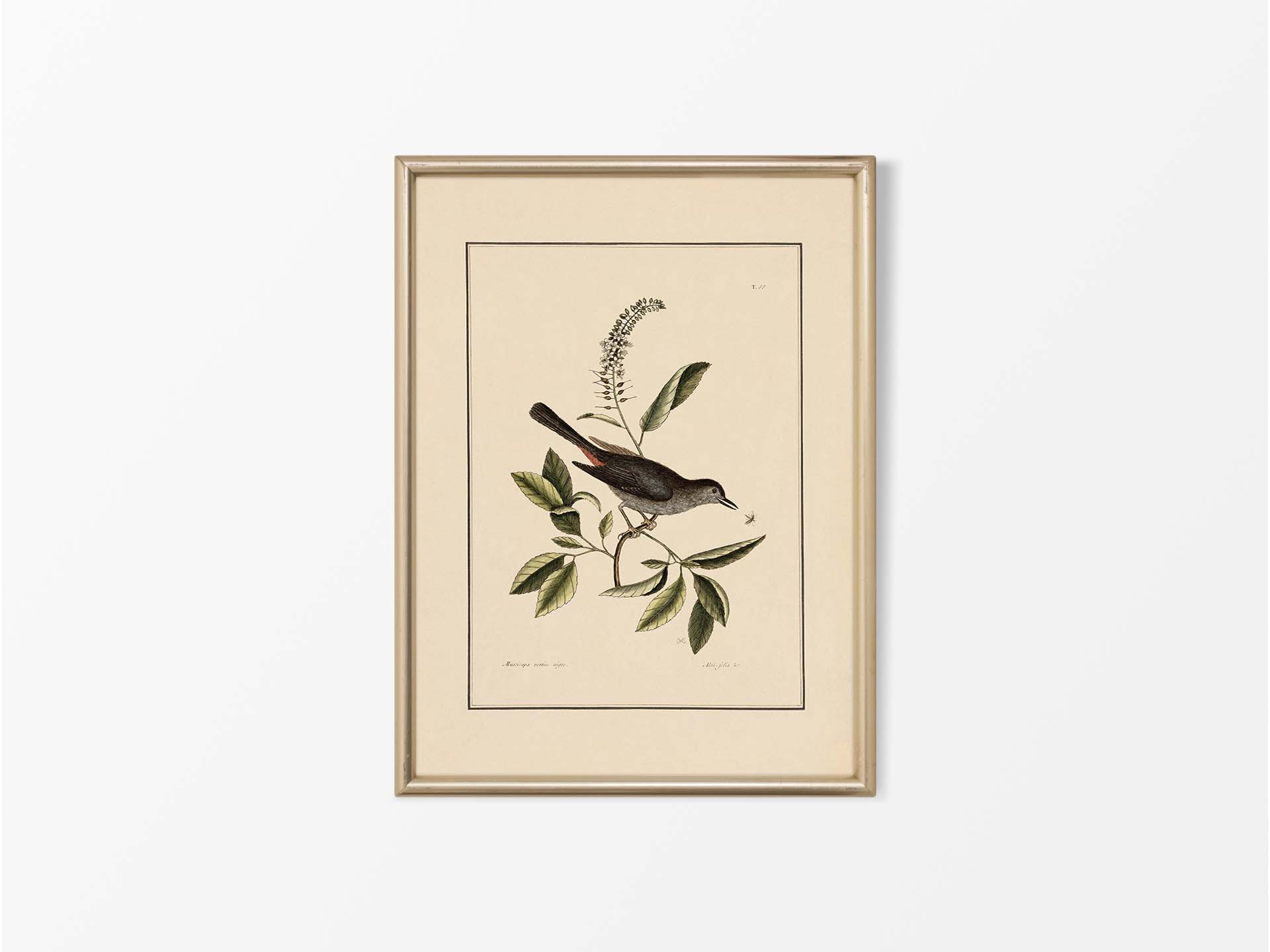 Cat-bird Vintage Art Print