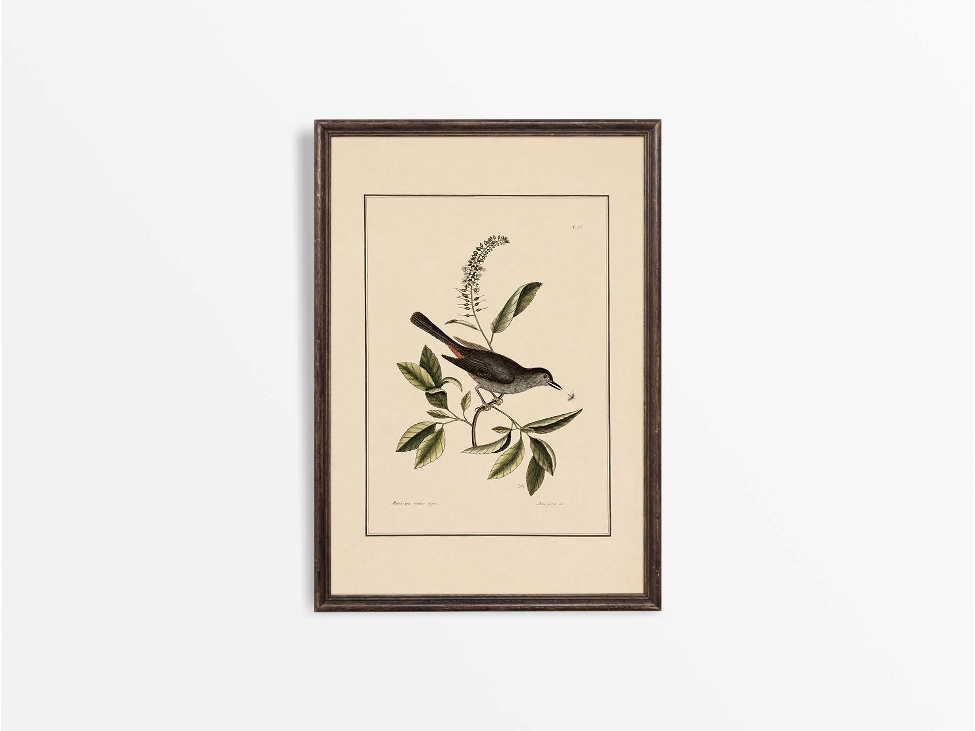 Cat-bird Vintage Art Print
