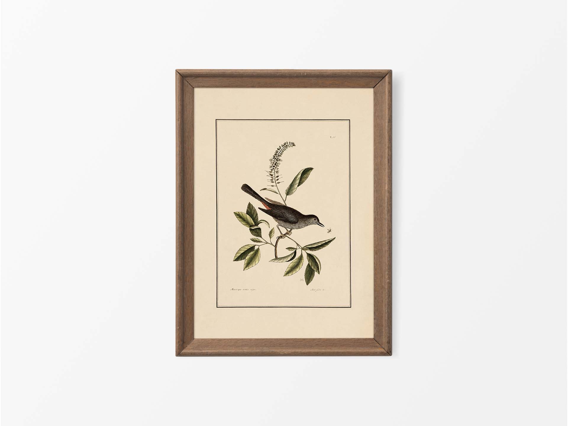 Cat-bird Vintage Art Print