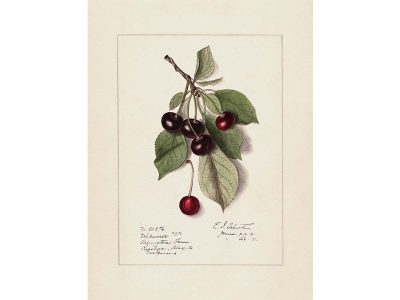 Cherries Vintage Art Print