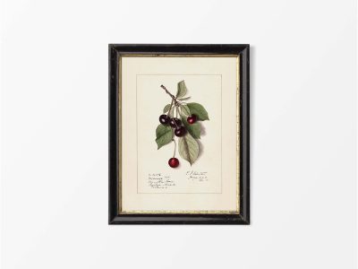 Cherries Vintage Art Print