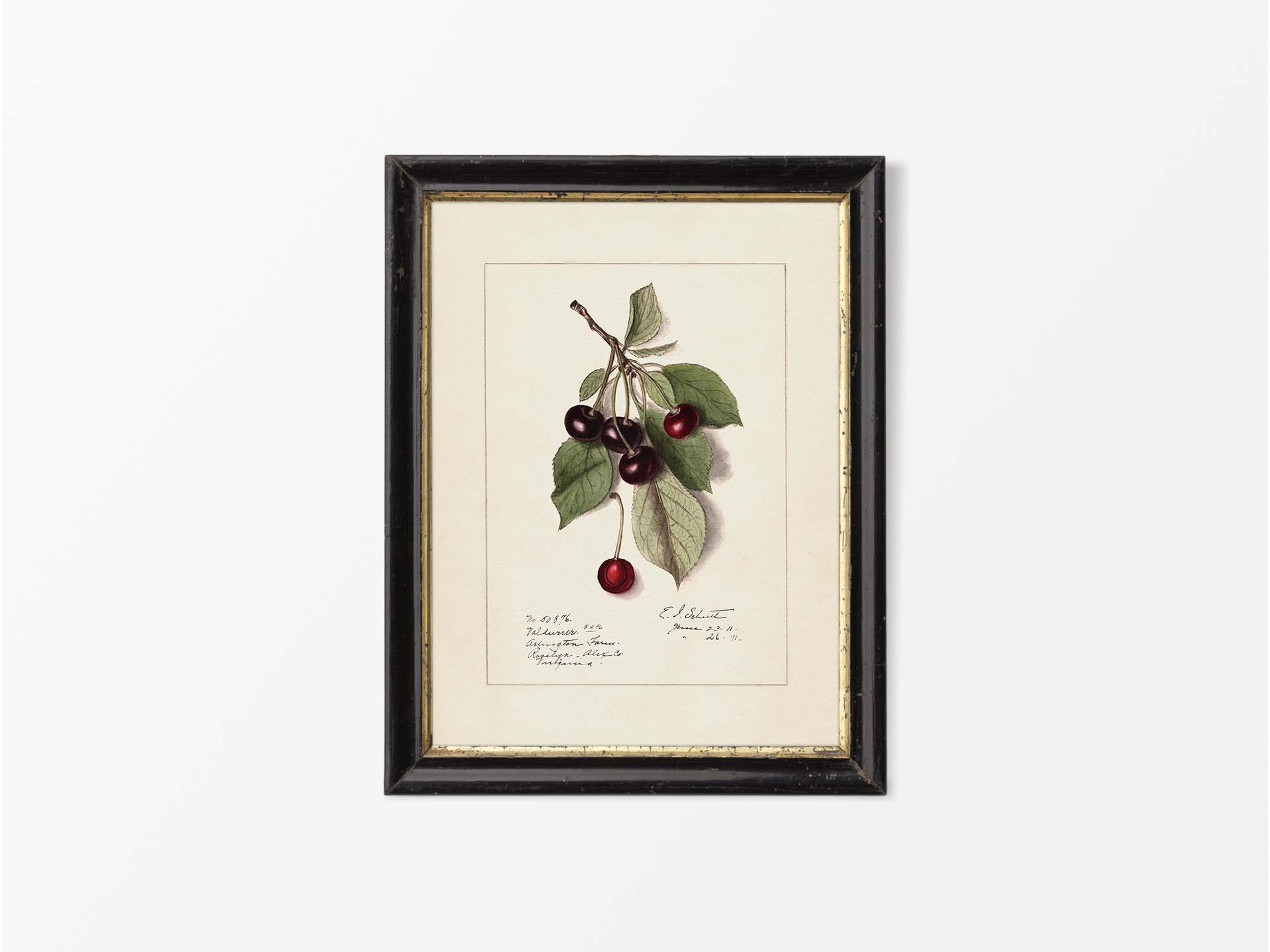 Cherries Vintage Art Print