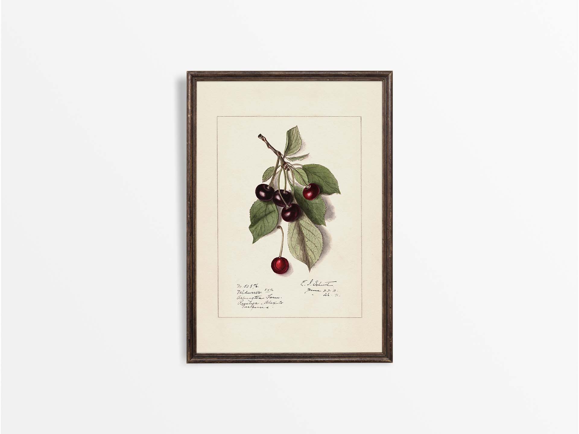 Cherries Vintage Art Print